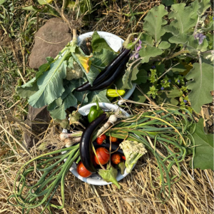 Vegetable harvesting